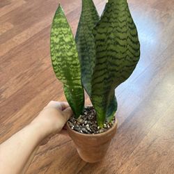 Snake Plant 