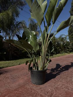 Big Healthy Bird Of Paradise