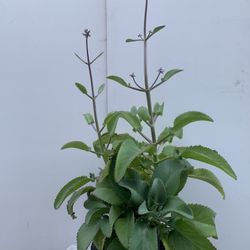 Mother Of Thousands Kalanchoe Plant