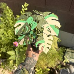Variegated Monstera Coaster Plant