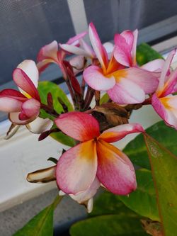Plumeria