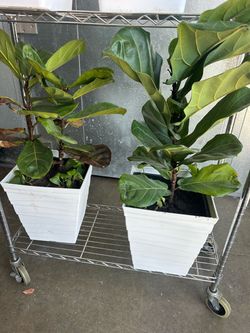 Fiddle Figs