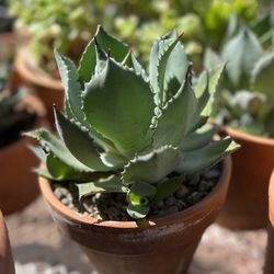 Agave Parrasana Cactus In Terracotta Pot