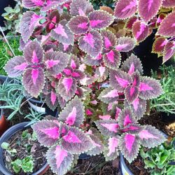 Plant / Succulent For Sale 