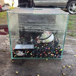 Betta Fish, Nano Fish Tank Starter Kit