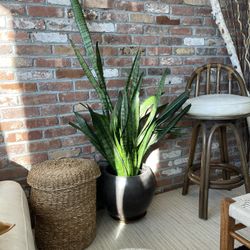 Large Potted Snake Plant In Handmade Clay Pot