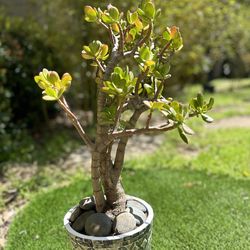 2  Large Mature Jade Plants Jade Tree Bonsai Tree in Nice Pots, 30-36” Tall , Lucky Tree Money Tree,fengshui Tree