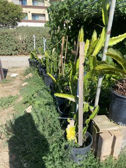 Dragonfruit Plant For Sale