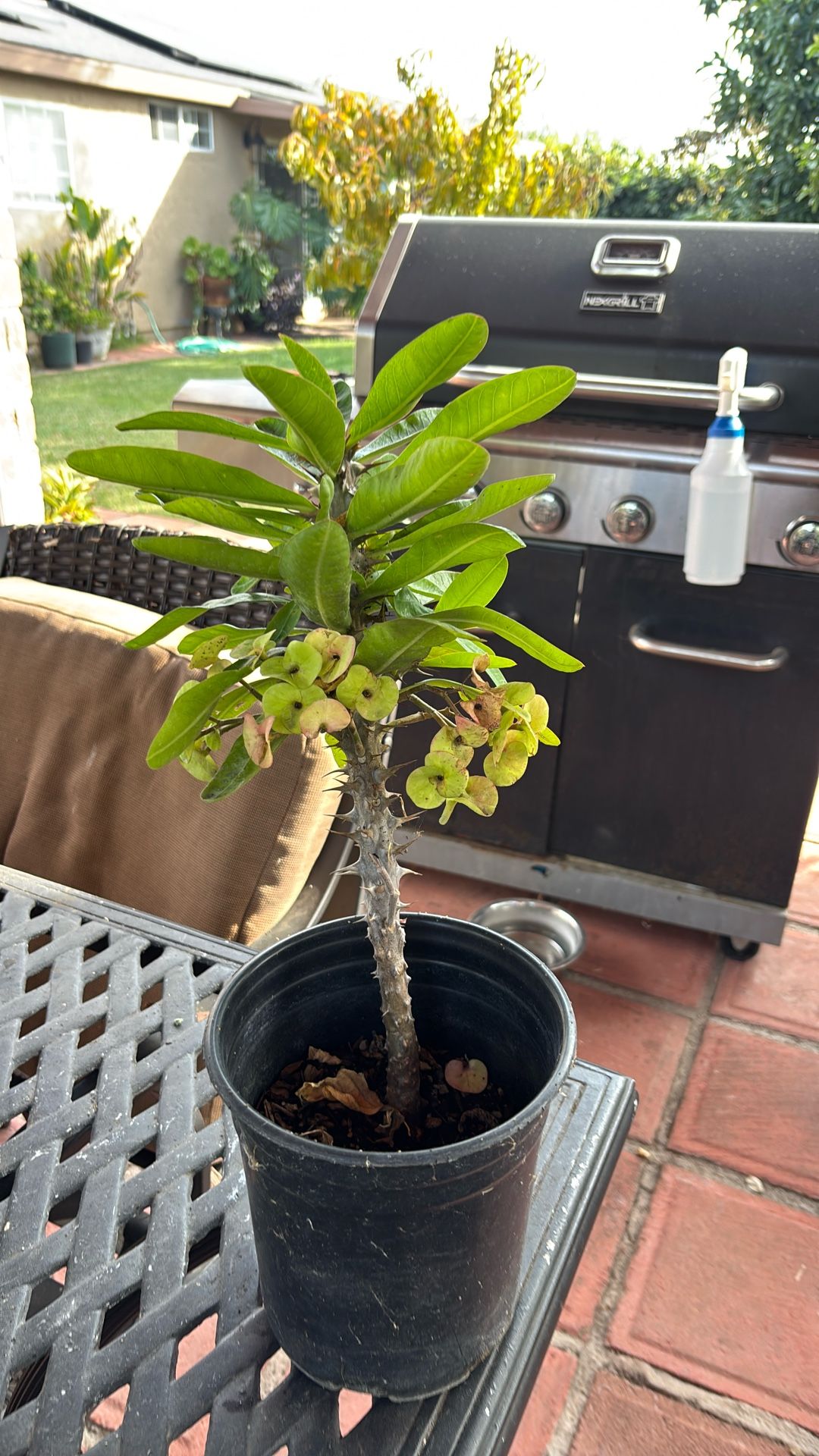 Corona De Cristo Amarillo 