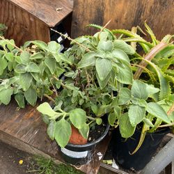 Se Vende Orégano Orejón Y Sábila 