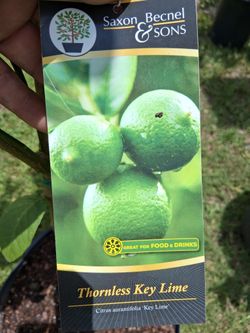 Limon Verde Sin Espinas