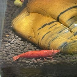 Fish Tank Cherry Neocardina