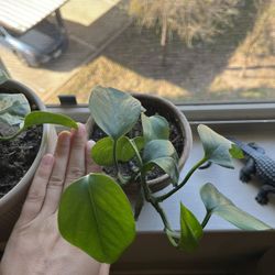Assorted Small Potted Plants