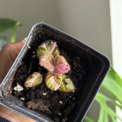 Episcia Ember Lace Ultra RARE
