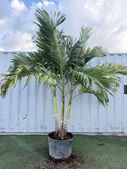 Triple Trunk Christmas Palm – 30 Gallon – 8 Ft