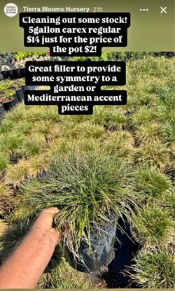 5 gallon carex - regular $14