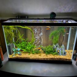 Tropical Fresh Water Aquarium and Accessories
