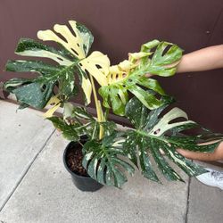 monstera thai constellation 3 gallon pot big leaves 18”-20” leaves 