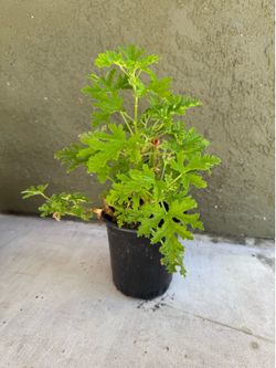 Citronella Plants, great mosquitoes deterrent.