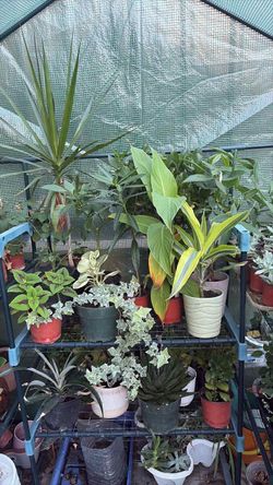 plants