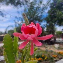 Large mature Eppiphyliam hot pink  Potted plant