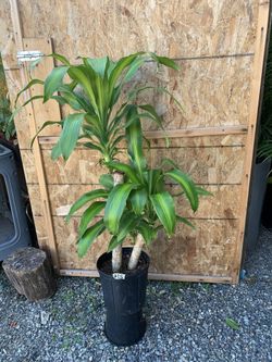 Indoor dracaena Cor