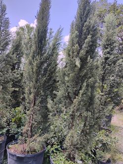 Italian Cypress $250
