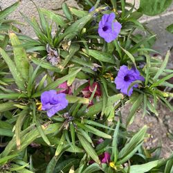 5 Gal Mexican Petunia