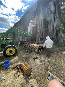 FREE BEE REMOVAL