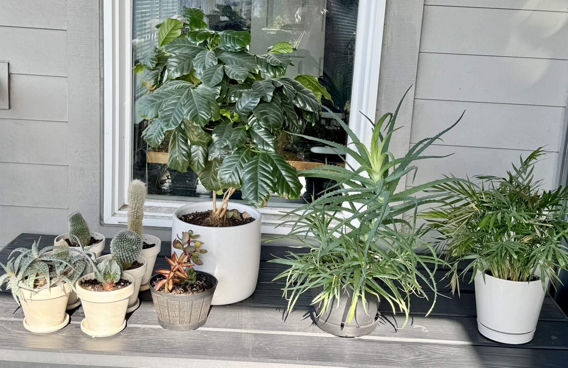 Bloomscape & Other Indoor Plant Collection