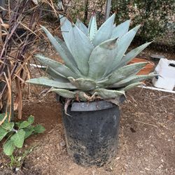 Agave