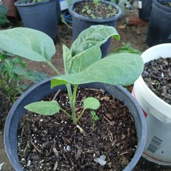 Verengenas,or Egg Plant,15 Cada Una