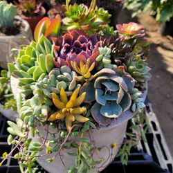 Succulent Arrangements
