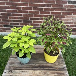 Coleus Potted Plants