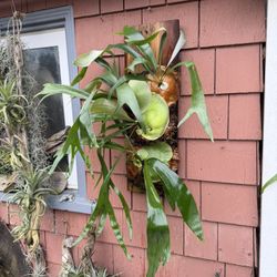 Vertical Staghorn Fern Creation