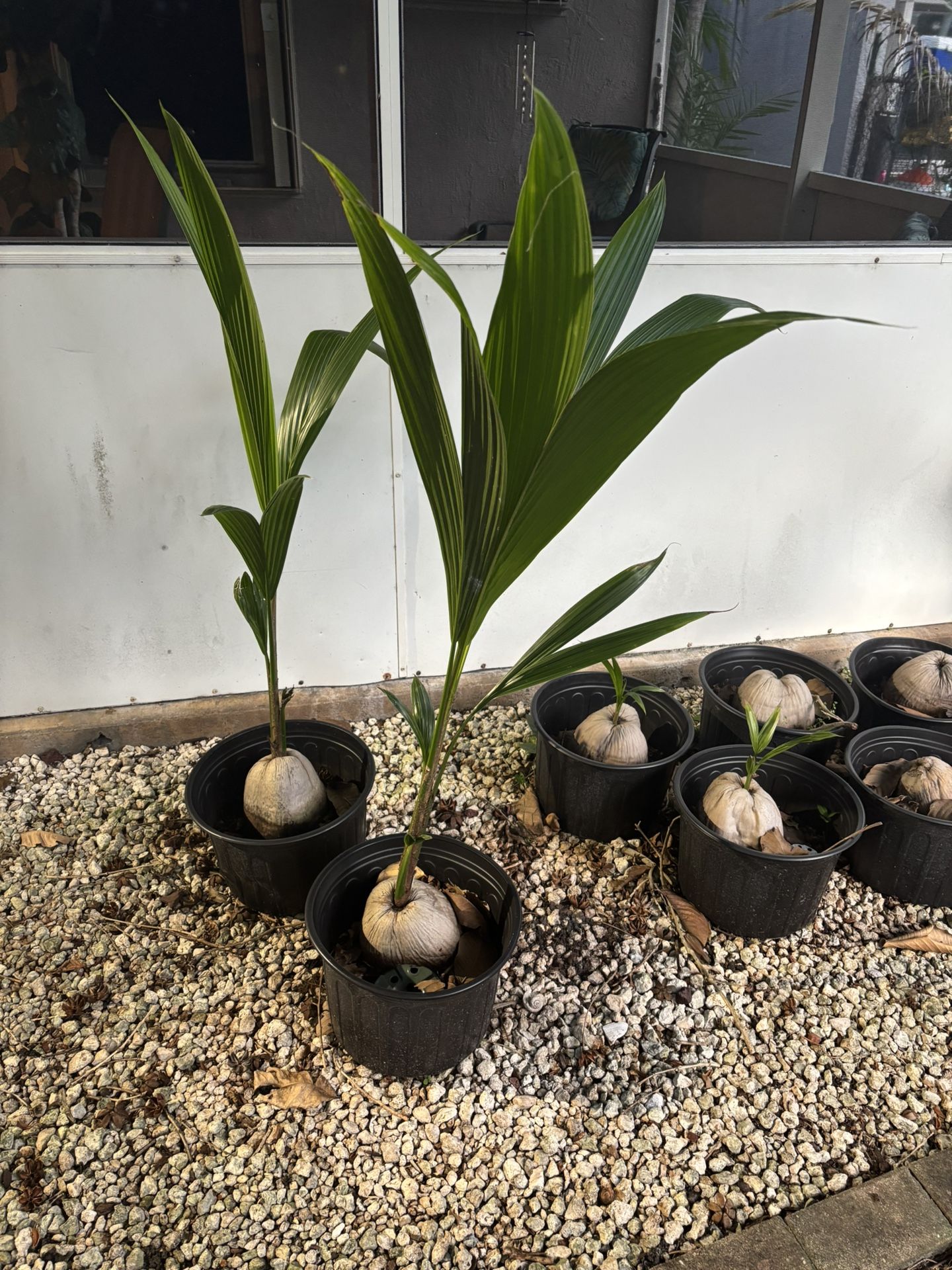 Coconut Palms 1’-4’ 5 Gallon Pots