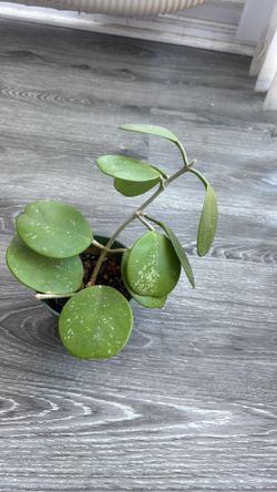 Hoya obtavia splash