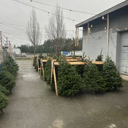 Big Deal On Christmas Trees 