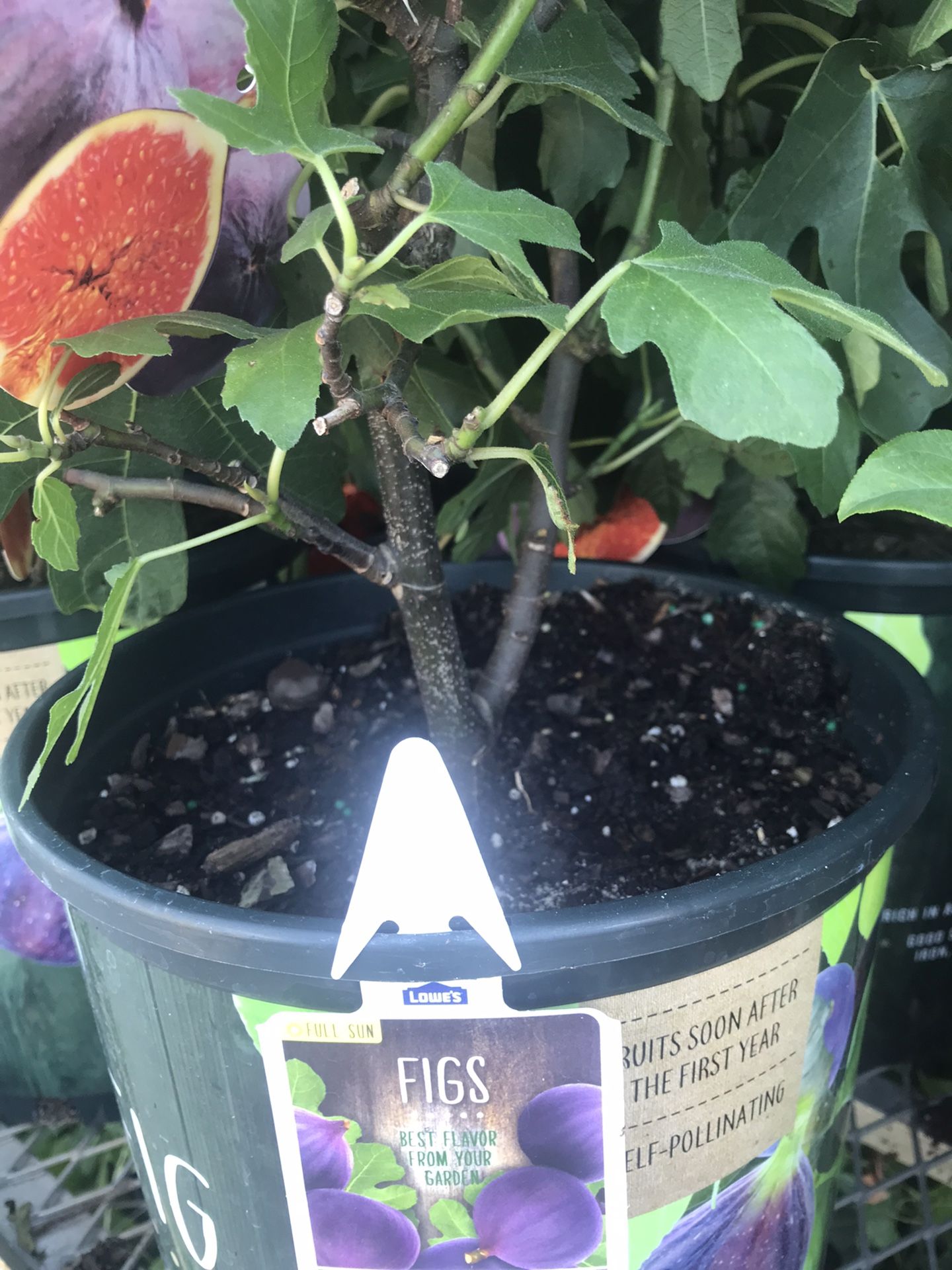 Celeste Brown Fig Fully Grown Plant In 3 Gallon Pot