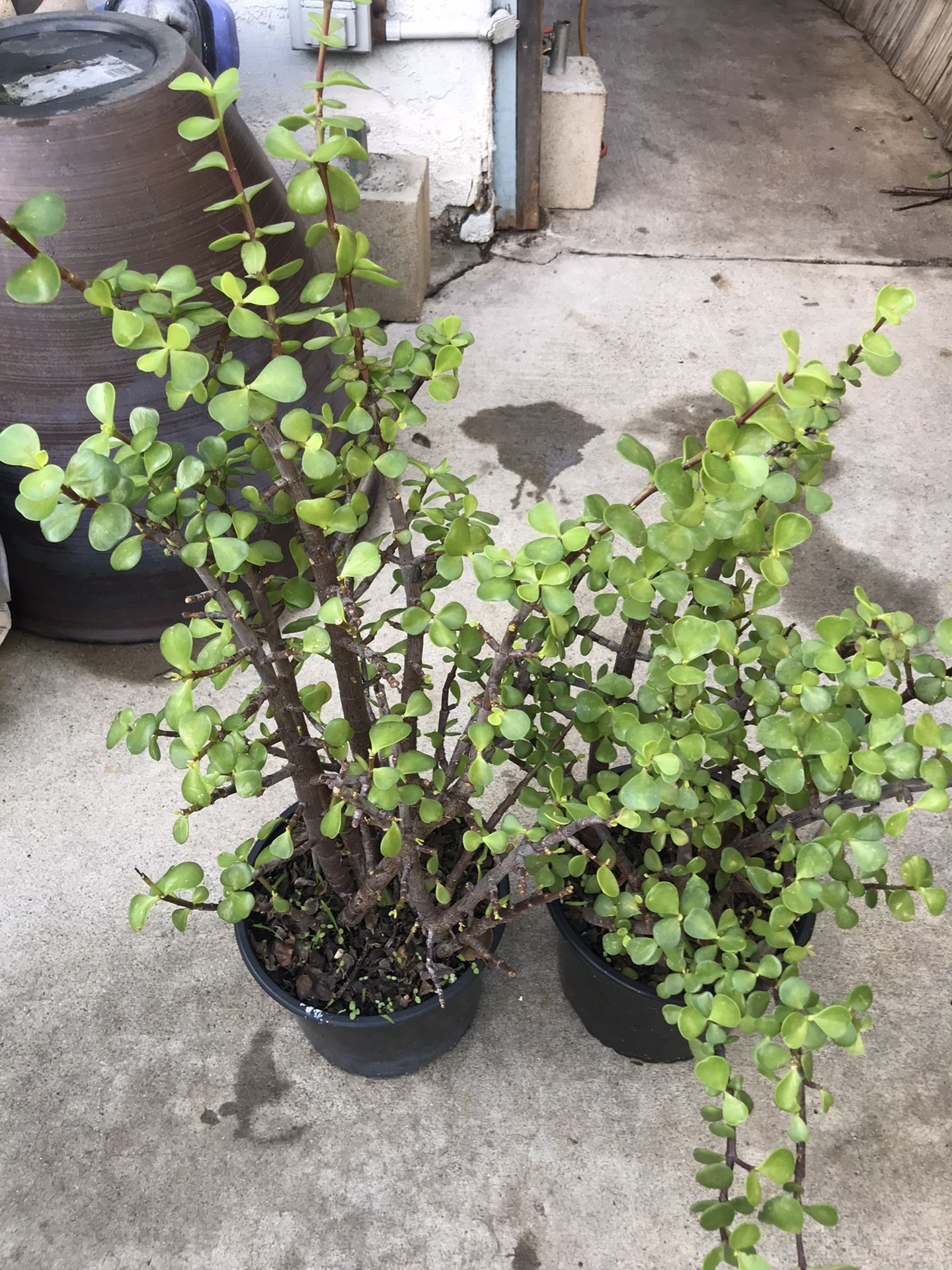 Plants (2gallons pot Jade Succulents $15 for both)