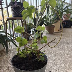 Oregano plant