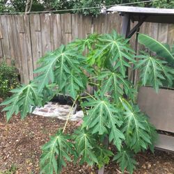 Papaya Tree