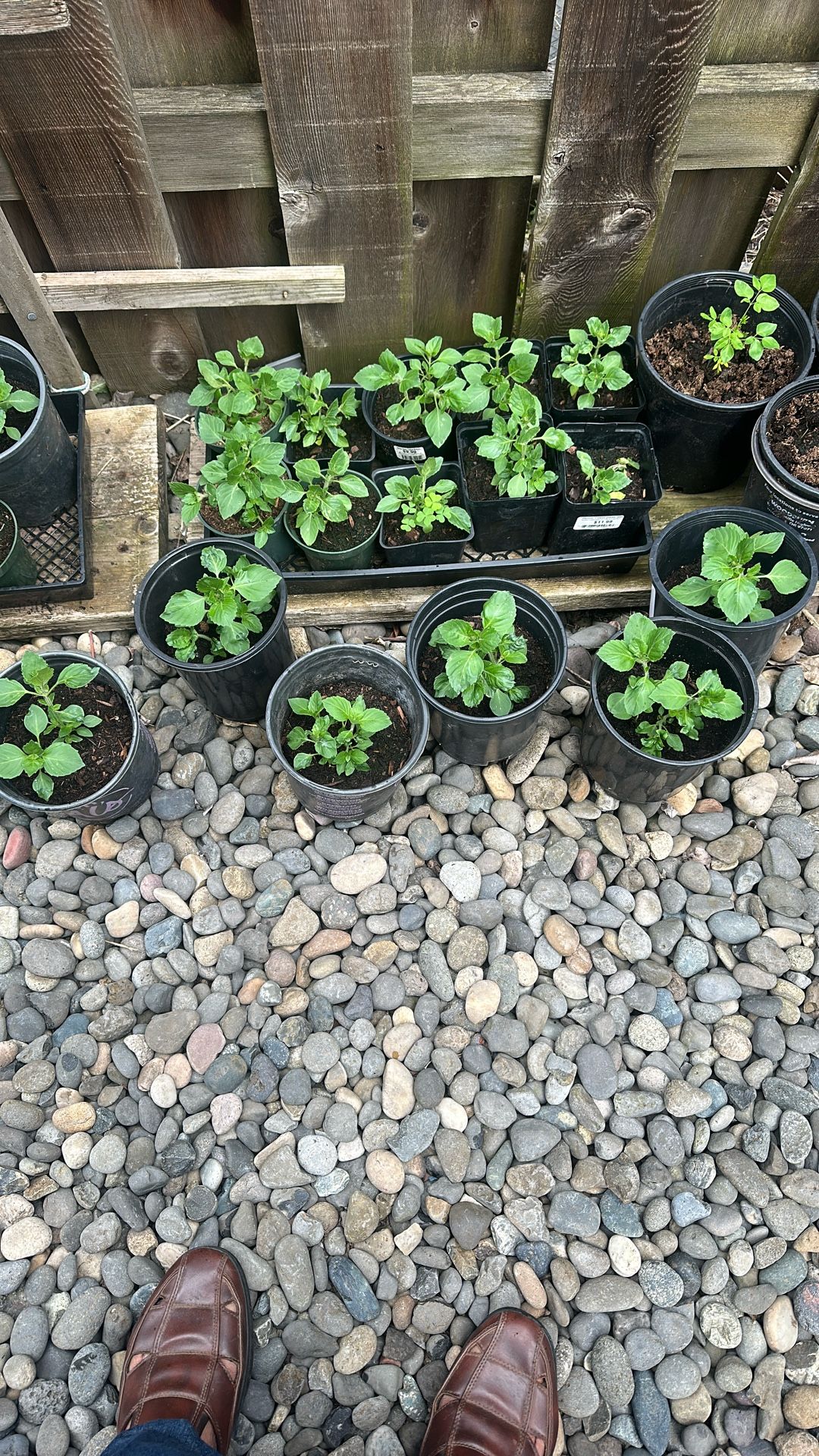 Tulasi Starter Plants