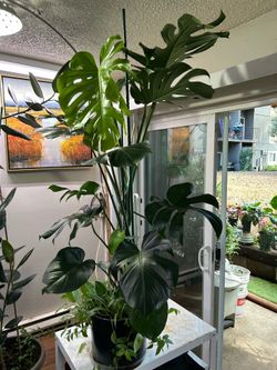 Giant Monstera w/pothos-spiderplant and wondering Jew plants 🌱 the hight of it is 65” and the spread of the leaves 🍃 are 48”