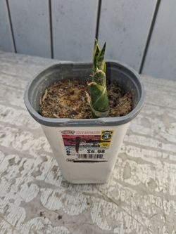 Snake Plant