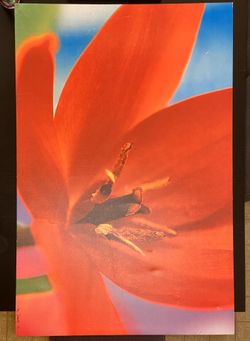 Canvas 31” x 46.5”