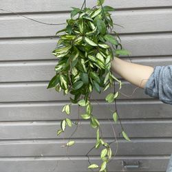6” hoya princess