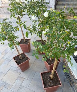Rose plant Iceberg Rose Plants COLOR WHITE