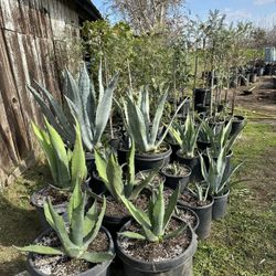 Different Variety’s of Trees & Plant’s 🌱🌳🪴/ Diferentes Variedades De Plantas & Árboles 🌱🌳🪴