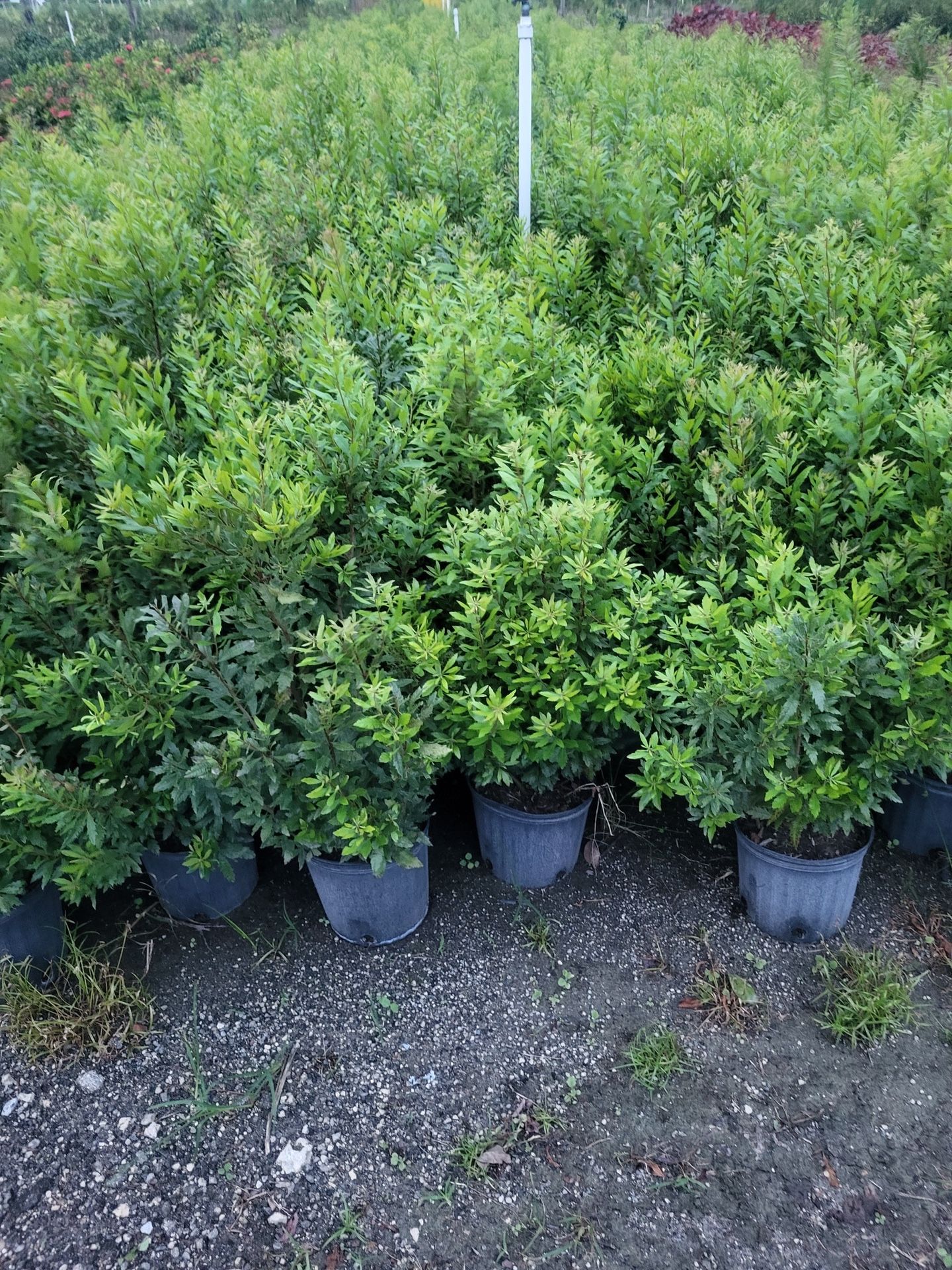 Podocarpus Privacy Plant 7g full size